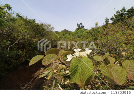 Fukushima Prefecture mountain opening day in May 2024 Fukushima Prefecture mountain opening day in May 2024 115803916