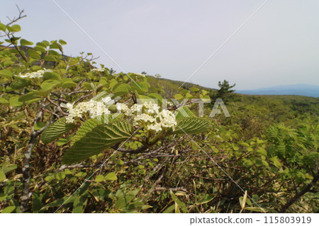 Fukushima Prefecture mountain opening day in May 2024 115803919