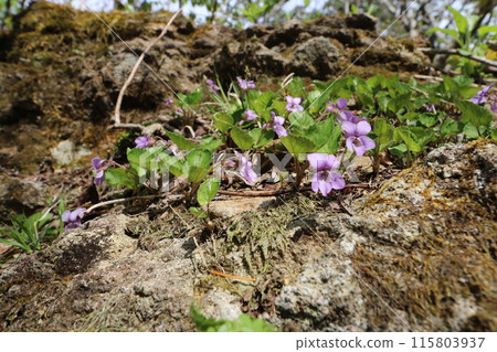 Fukushima Prefecture mountain opening day in May 2024 115803937