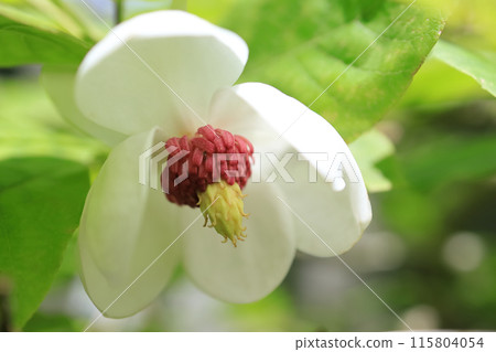 Ooyama brick Ooyama brick 115804054