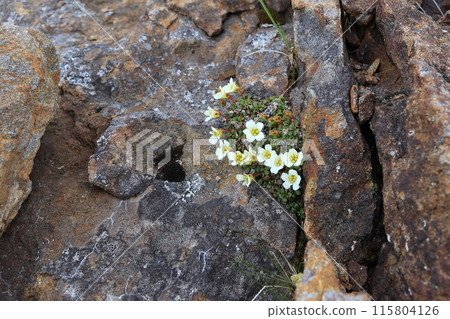 Flower of Iwama 115804126