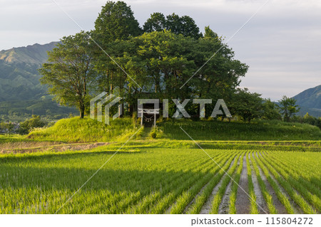 阿蘇草原清爽的初夏景色 阿蘇草原清爽的初夏景色 115804272
