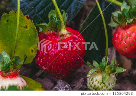 red and green strawberries are ripening in the garden 115804298