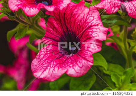 colorful pink petunia flowers in a garden on a green background 115804322