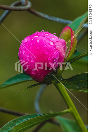 Pink peony bud with dew in the garden 115804376