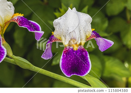purple iris flower close in garden in spring. 115804380