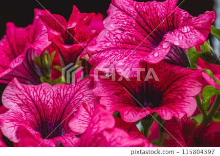 colorful petunia flowers in a garden on a green background 115804397