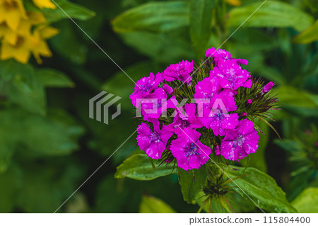 Blooming Purple Turkish cloves close up. Dianthus barbatus. Garden plants. 115804400