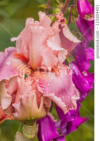 pink peach color iris flower close in garden in spring. pink peach color iris flower close in garden in spring. 115804401