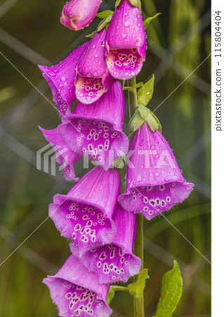 Vibrant cluster of pink foxglove flowers, macro close up Vibrant cluster of pink foxglove flowers, macro close up 115804404