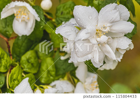 Incredible beautiful jasmine flowers in the garden, brunch with white flowers 115804433