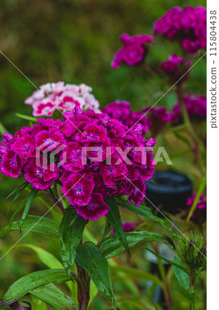 Blooming Purple Turkish cloves close up. Dianthus barbatus. Garden plants. Blooming Purple Turkish cloves close up. Dianthus barbatus. Garden plants. 115804438
