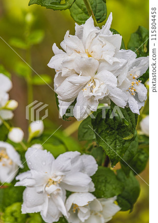 Incredible beautiful jasmine flowers in the garden, brunch with white flowers 115804458