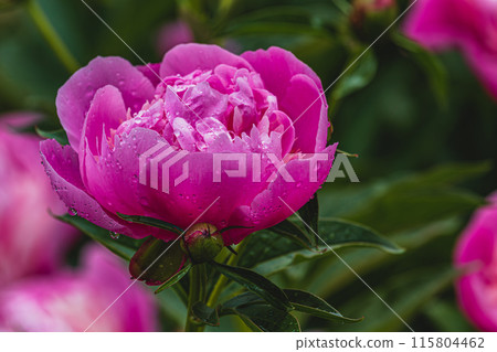 Pink flowers peonies flowering on background pink peonies. Peonies garden. Pink flowers peonies flowering on background pink peonies. Peonies garden. 115804462