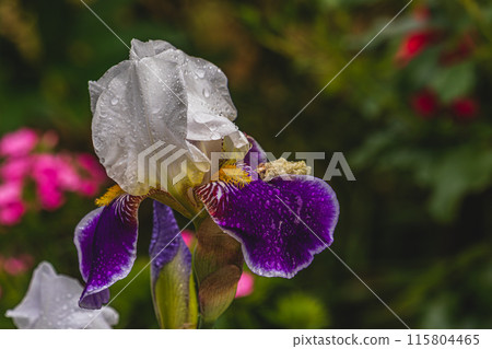 purple iris flower close in garden in spring. 115804465