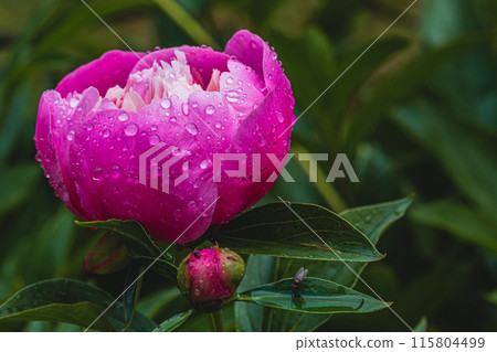 Pink peonies blooming on the background of pink peonies small bud Pink peonies blooming on the background of pink peonies small bud 115804499