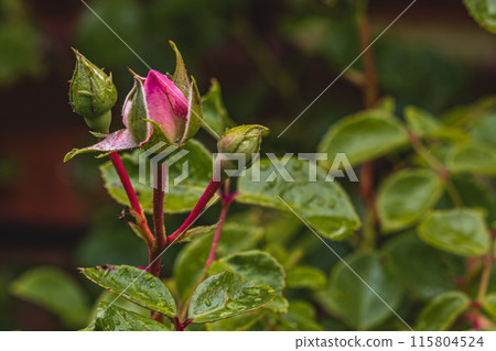 Pink rose bud with dew drops early morning in the garden 115804524