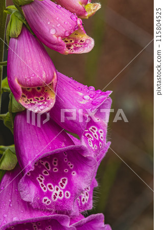 Vibrant cluster of pink foxglove flowers, macro close up Vibrant cluster of pink foxglove flowers, macro close up 115804525