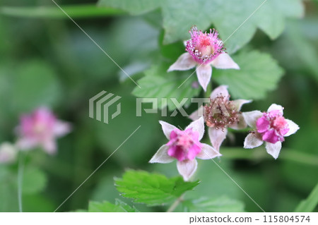 Nawaishiroigo花 115804574