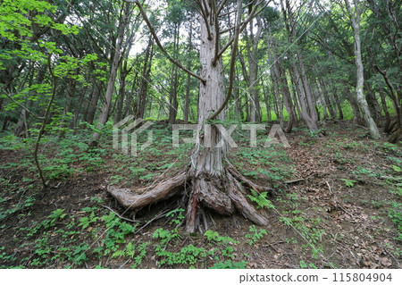 Fukushima Prefecture mountain opening day in May 2024 115804904