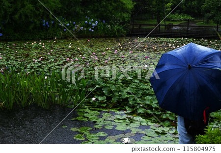 Rainy season. Rainy background material. 115804975
