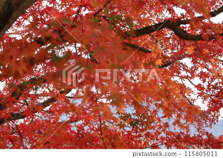 Maple leaves red 115805011