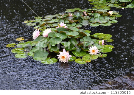 雨季。下雨的背景資料。 雨季。下雨的背景資料。 115805015