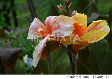 雨季。下雨的背景資料。 115805016