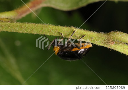 生物 昆蟲 一文字甲蟲，從側面看。腹部黃棕色，各腹節有黑色斑紋，這是其特徵之一。 115805089