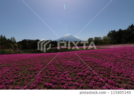 <Yamanashi Prefecture> Moss pinks in full bloom at the foot of Mount Fuji 115805140