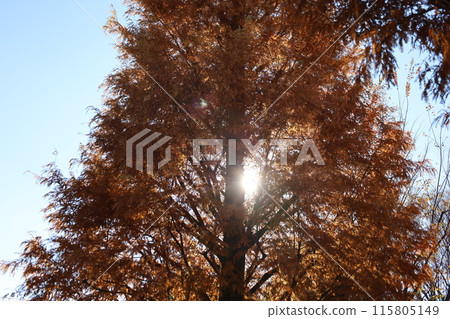 Metasequoia in autumn, autumn leaves, sunlight filtering through the trees Metasequoia in autumn, autumn leaves, sunlight filtering through the trees 115805149