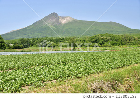 拍攝初夏北海道森町的甜菜田與駒岳風景 115805152