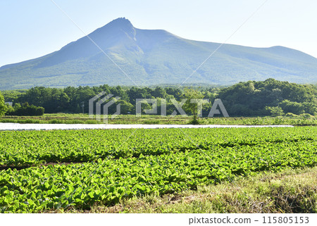 拍攝初夏北海道森町的甜菜田與駒岳風景 115805153