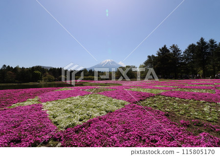 <Yamanashi Prefecture> Moss pinks in full bloom at the foot of Mount Fuji 115805170