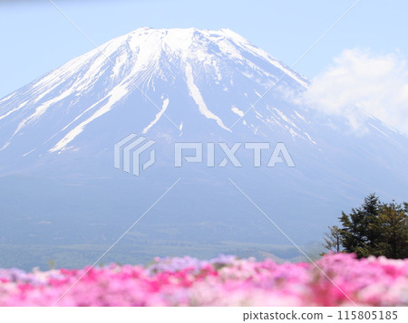 【山梨縣】富士山美景中盛開的福祿考 【山梨縣】富士山美景中盛開的福祿考 115805185