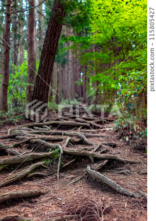 A mountain climb of Mount Kongo, famous for its flowers and rich nature (Takamatsu, Gose City, Nara Prefecture) *Please indicate the location of the photo in the comments section. 115805427
