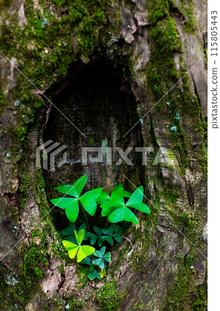 生長在樹洞裡的植物 生長在樹洞裡的植物 115805443