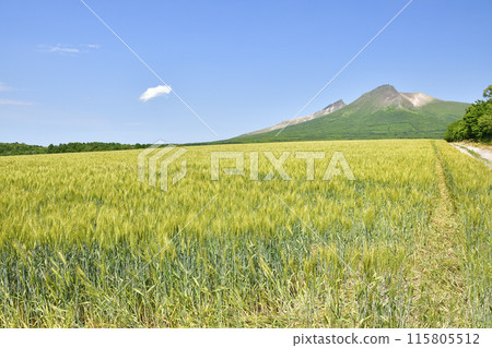 Photographing wheat fields and Mount Komagatake in early summer in Mori Town, Hokkaido 115805512