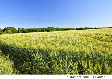 Photographing wheat fields in Morimachi, Hokkaido in early summer Photographing wheat fields in Morimachi, Hokkaido in early summer 115805520