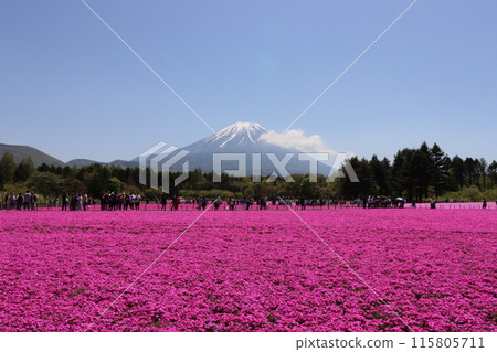 【山梨縣】富士山美景中盛開的福祿考 115805711