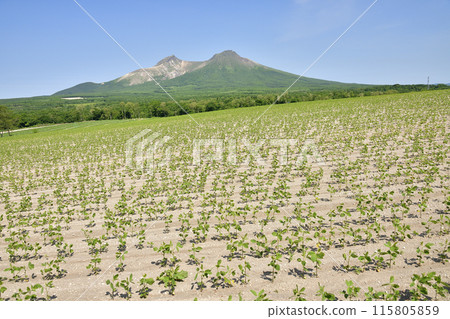 拍攝初夏北海道森町的大豆田和駒岳風景 115805859