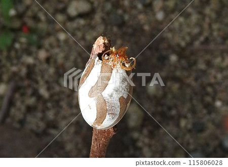 A photo of the shell of a pest, the scaly moth's cocoon. 115806028