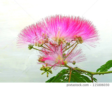 可愛的粉紅色涅姆花的照片正在綻放！ 115806030