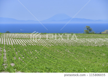拍攝初夏北海道森町噴香灣的大豆田和羊蹄山風景 115806035