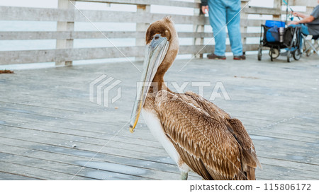 Close-up shot of a brown pelican standing on a weathered wooden dock 115806172
