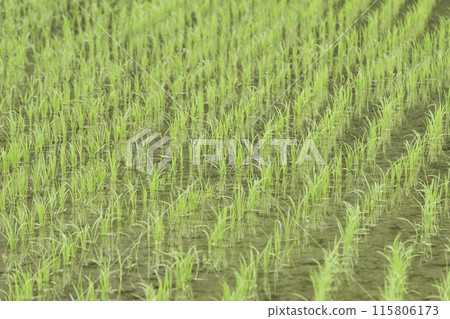 綠色的稻田充滿了水，夏天 115806173
