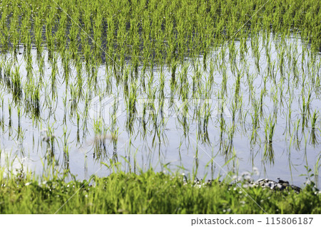 綠色的稻田充滿了水，夏天 115806187