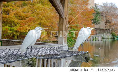 White Great Egret Bird on Rock by Pond in Autumn with Colorful Trees White Great Egret Bird on Rock by Pond in Autumn with Colorful Trees 115806189