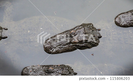 Two big scary crocodiles sunning themselves on the shore of a lake 115806203