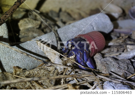 Environmental Issues: Hermit crab houses are filled with microplastics Environmental Issues: Hermit crab houses are filled with microplastics 115806463